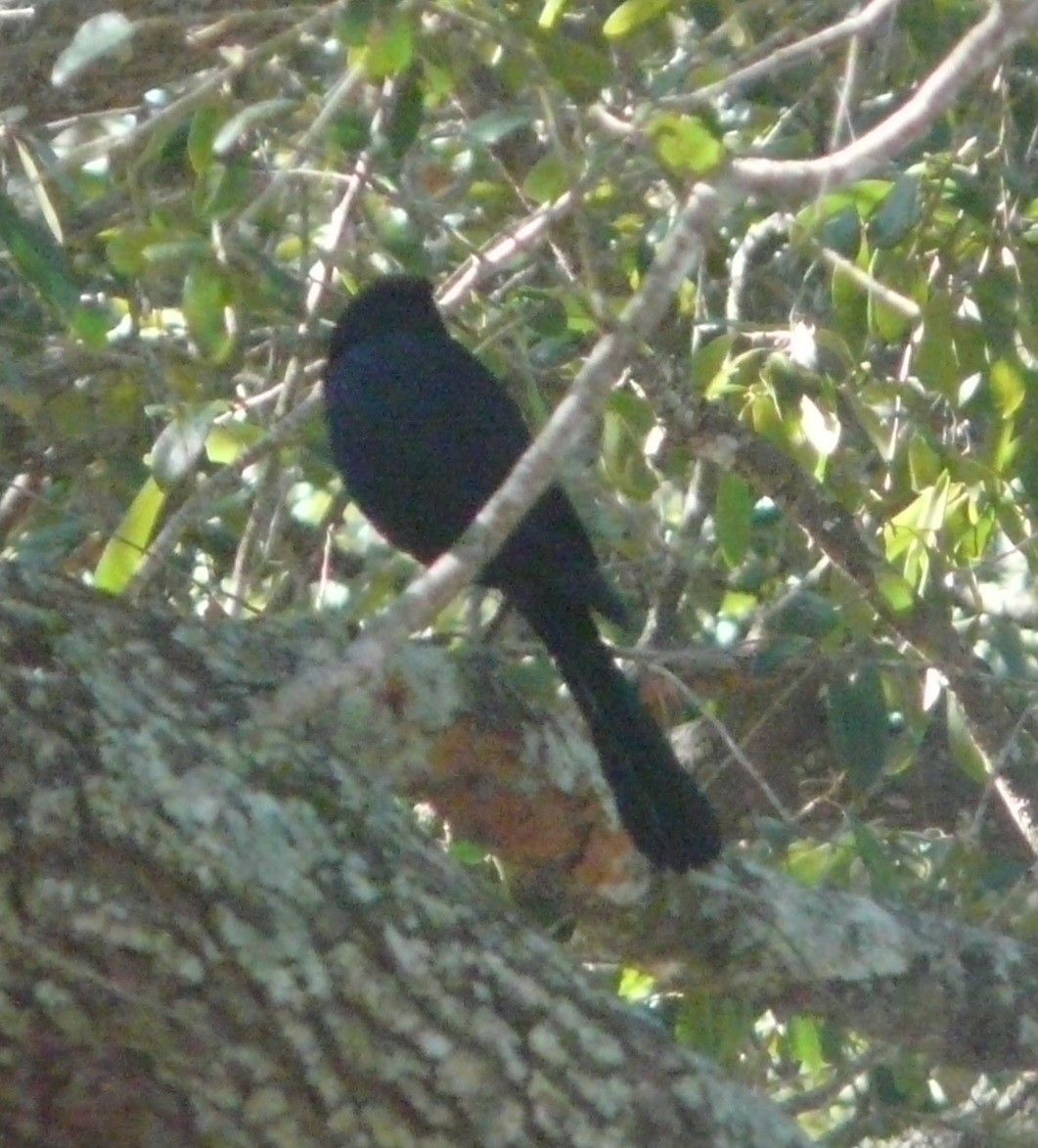Boat-tailed Grackle (westoni) - ML628437756