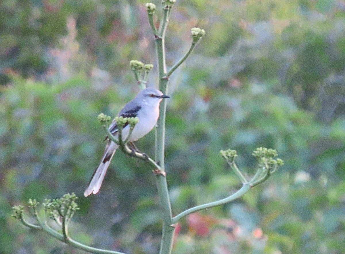 Tropical Mockingbird - ML628437760