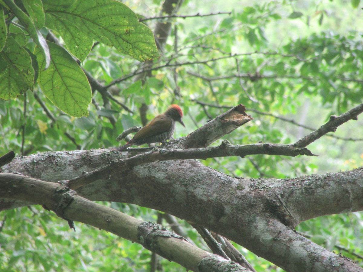 Red-rumped Woodpecker - ML628438085