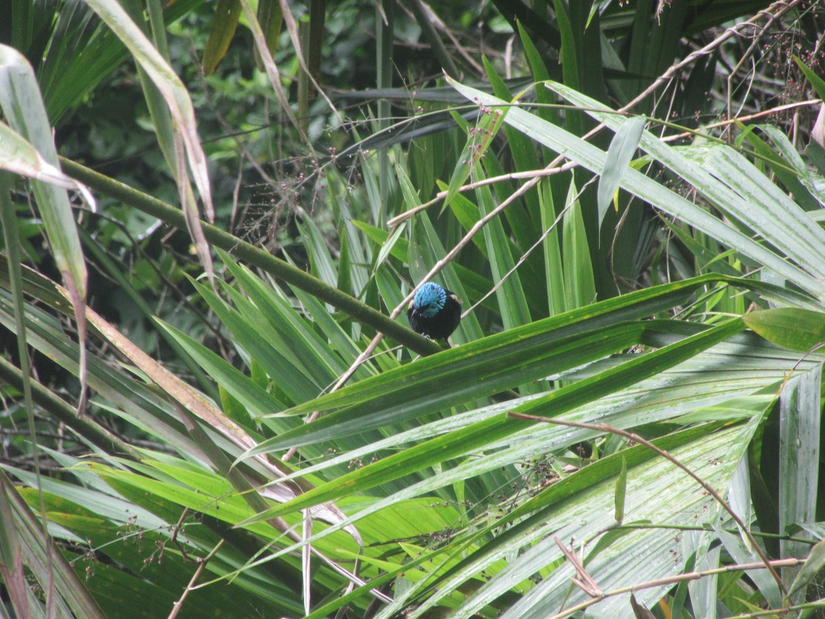 Blue-necked Tanager - ML628438123