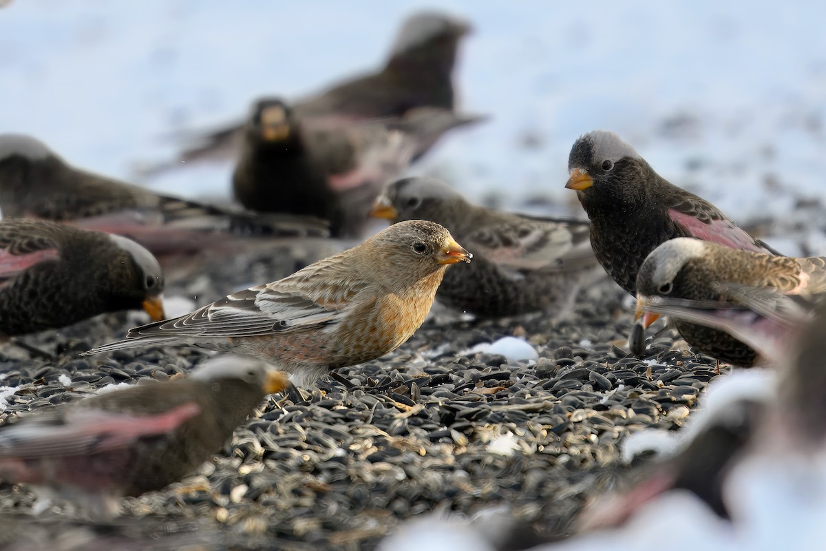 Brown-capped Rosy-Finch - ML628438251