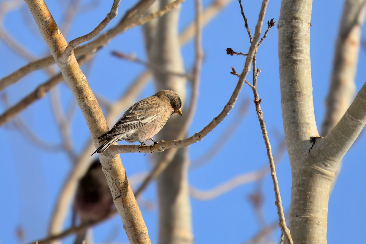 Brown-capped Rosy-Finch - ML628438254