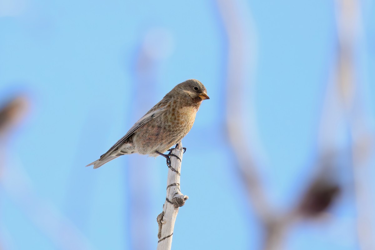 Brown-capped Rosy-Finch - ML628438257