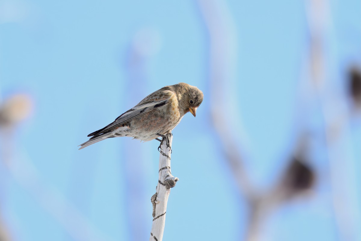 Brown-capped Rosy-Finch - ML628438261