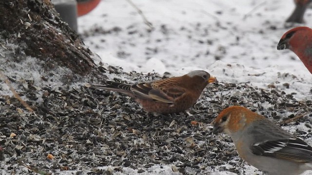 grånakkefjellfink - ML628438357