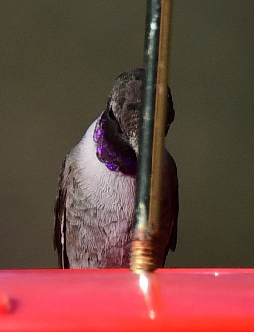 Black-chinned Hummingbird - ML628438617