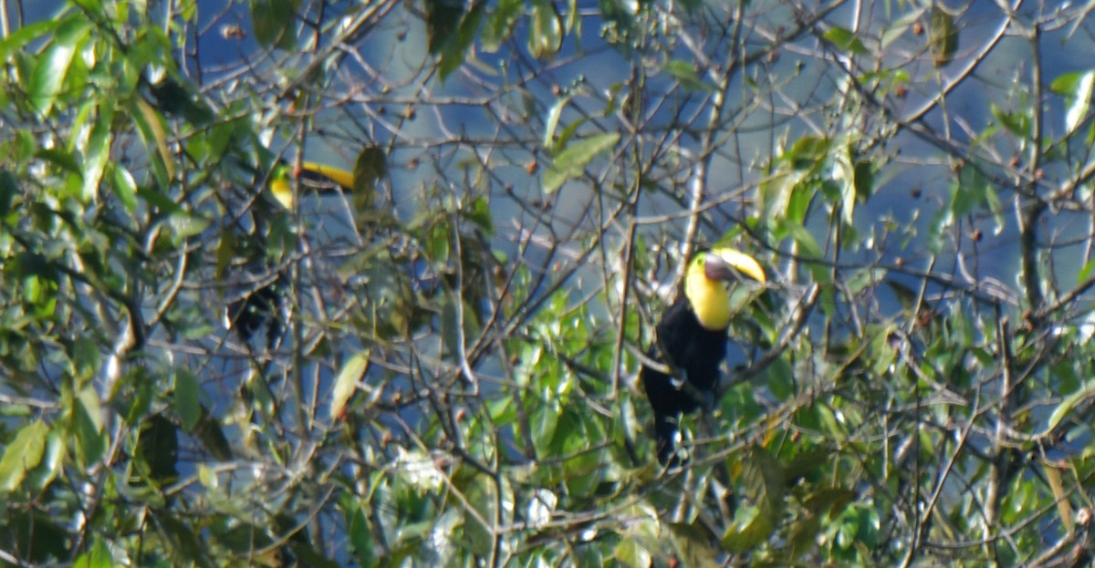 Yellow-throated Toucan - ML628438646