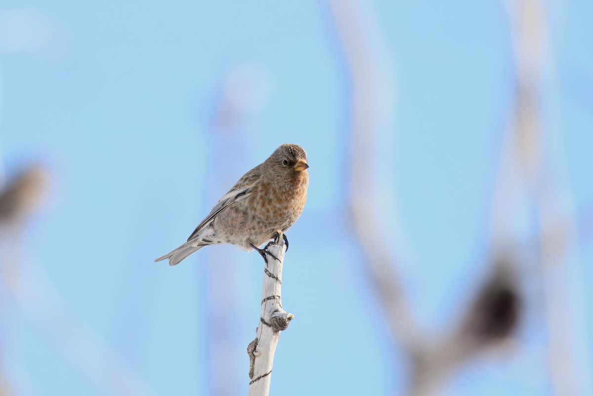 Brown-capped Rosy-Finch - ML628438698