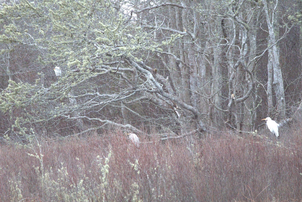 Silberreiher - ML628438778