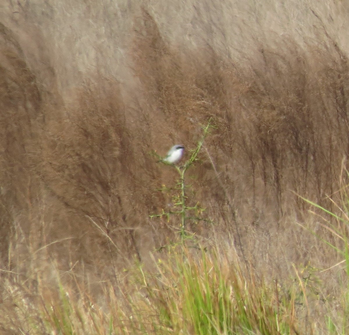 Loggerhead Shrike - ML628438860