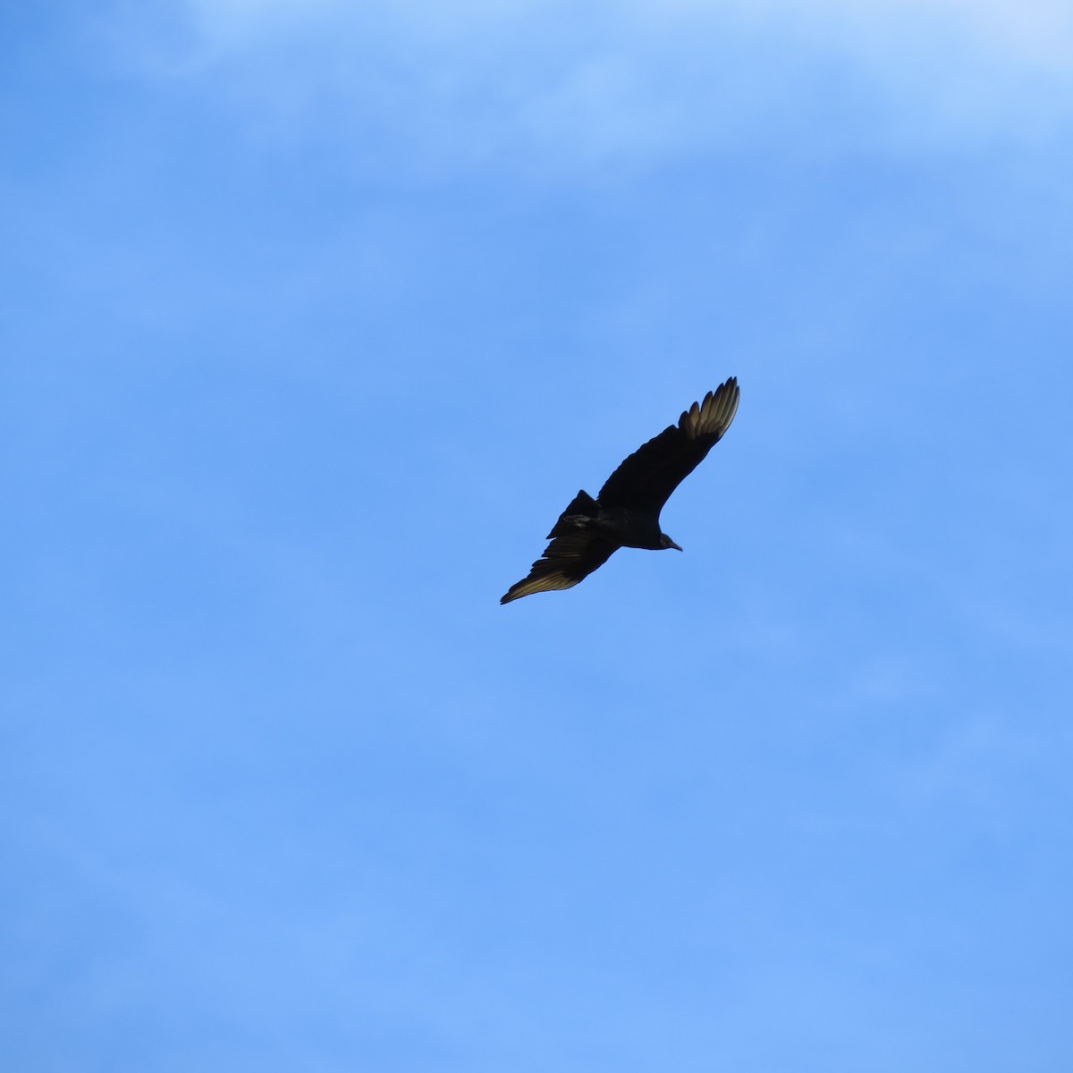 Black Vulture - ML628438891