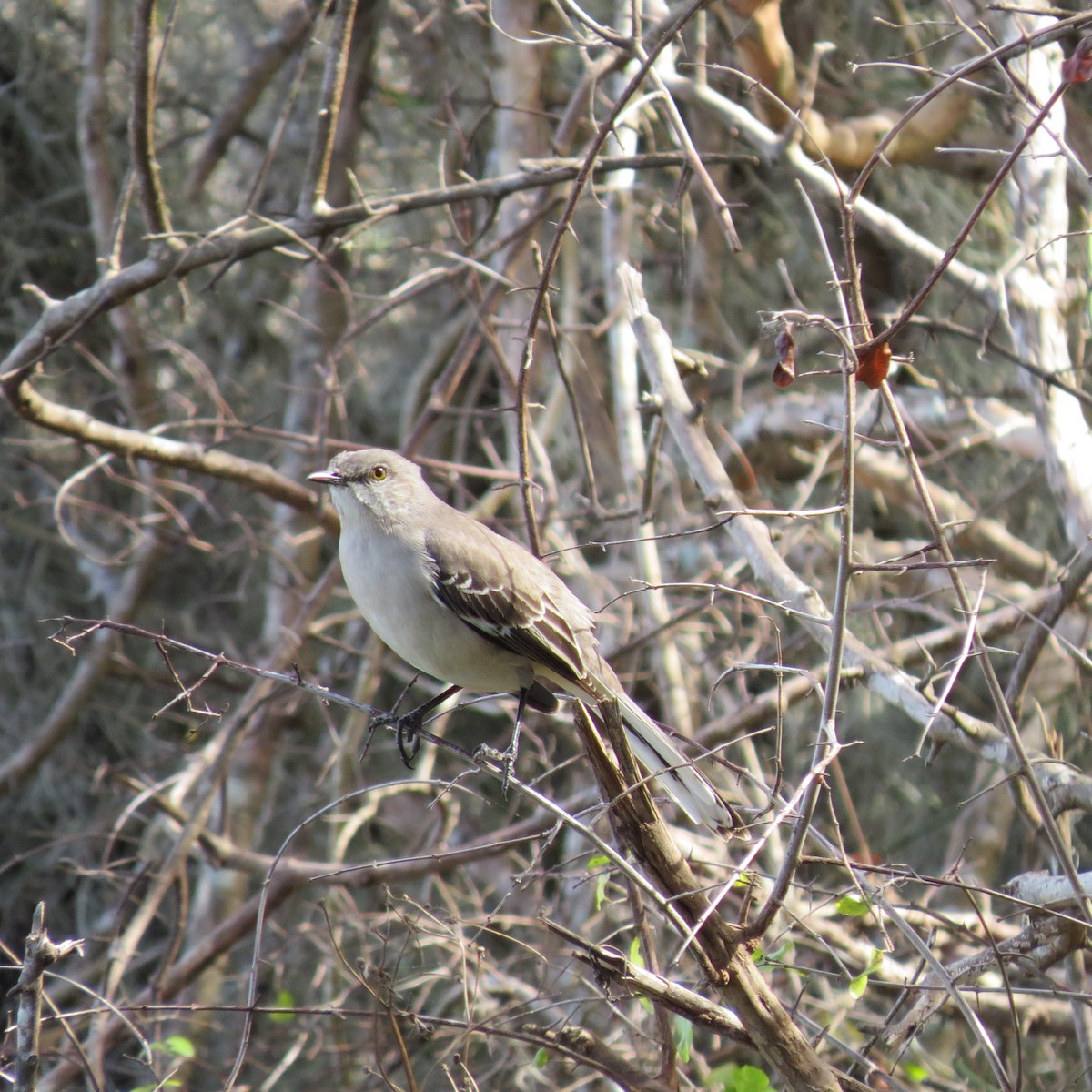 Northern Mockingbird - ML628438919