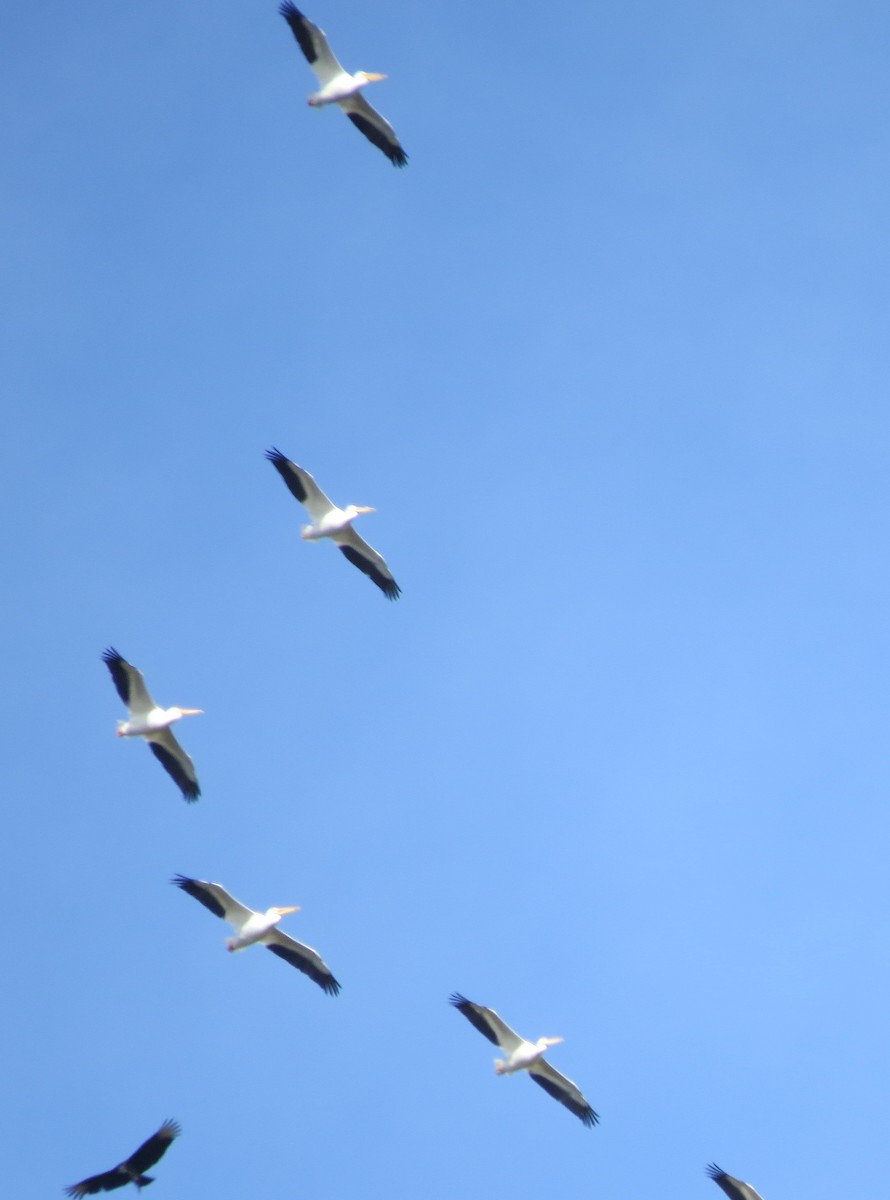 American White Pelican - ML628438935