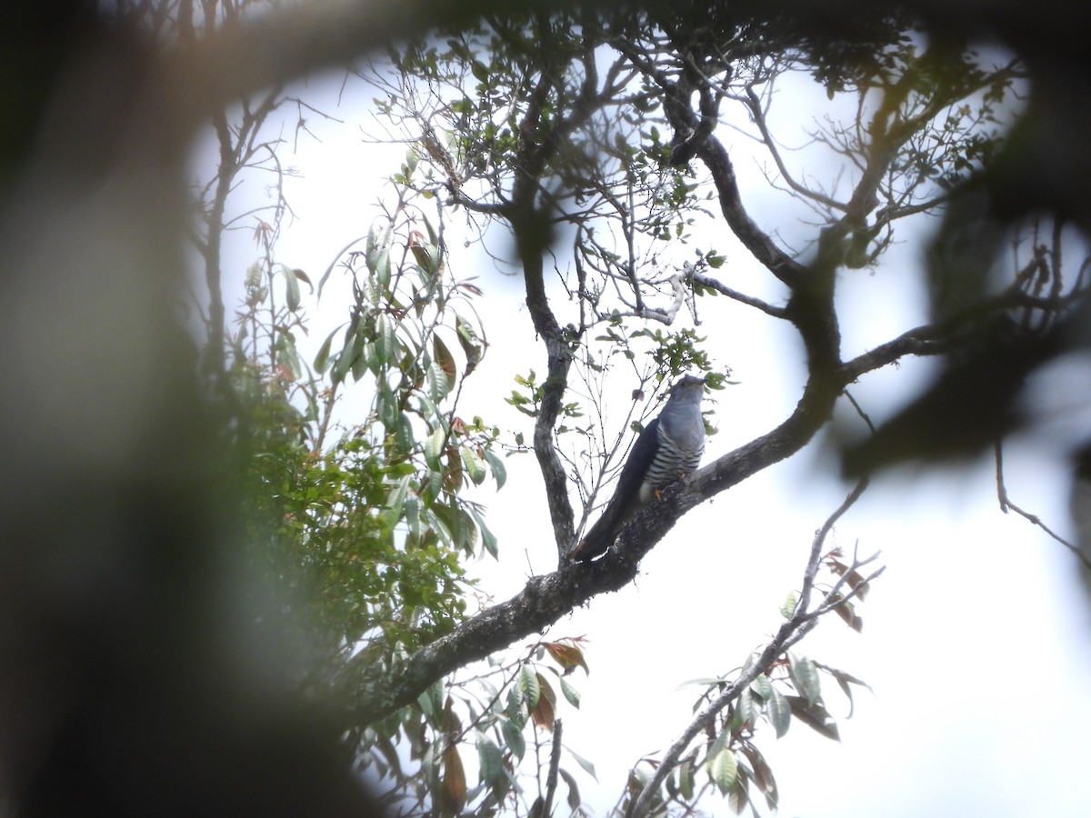 Madagascar Cuckoo - ML628438981