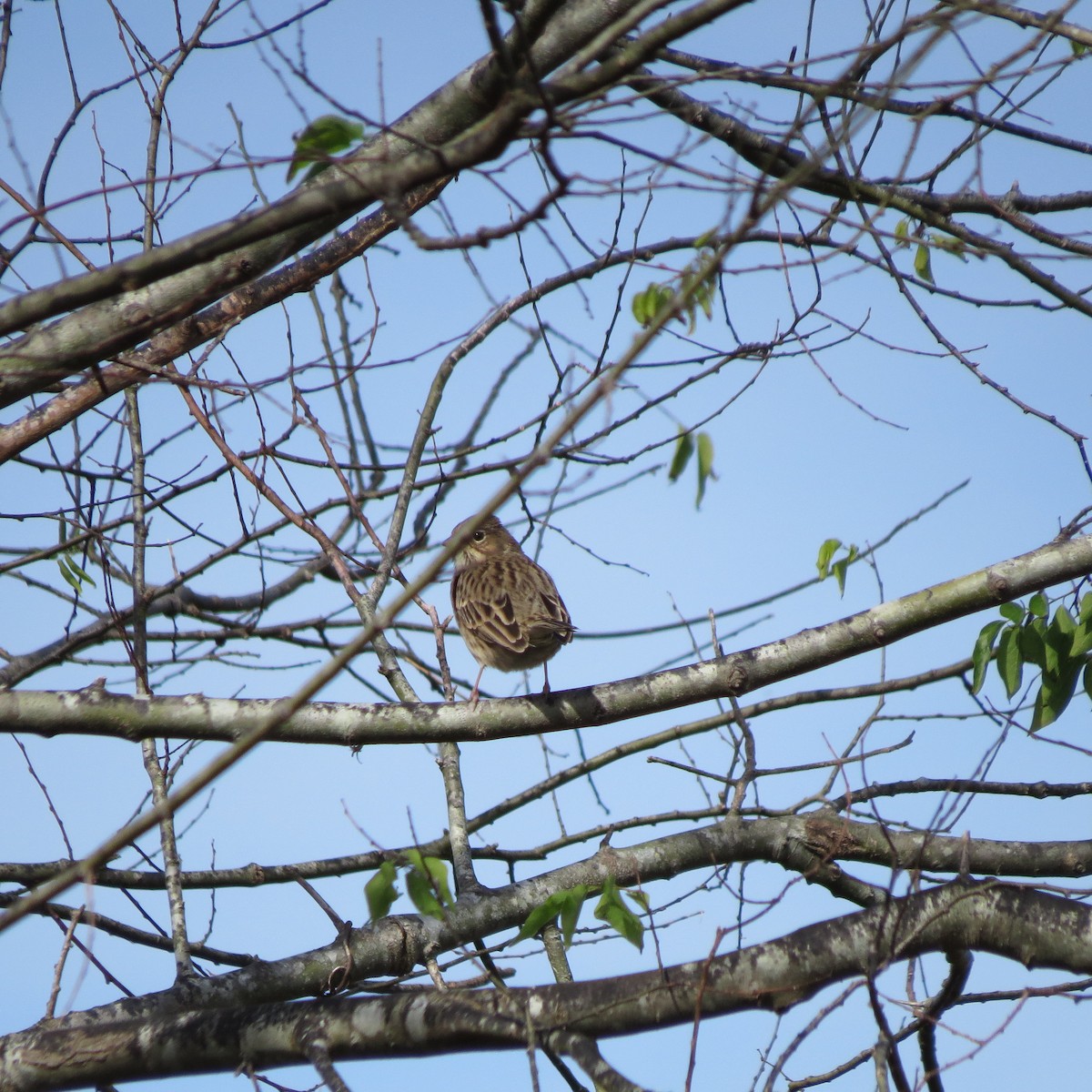 Savannah Sparrow - ML628438982