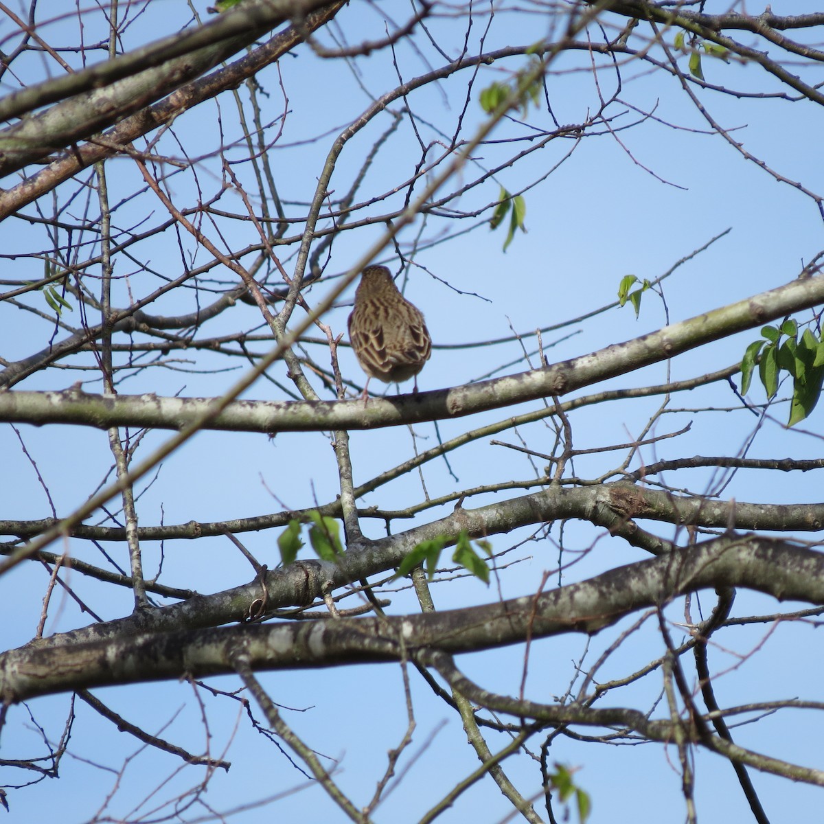 Savannah Sparrow - ML628438983