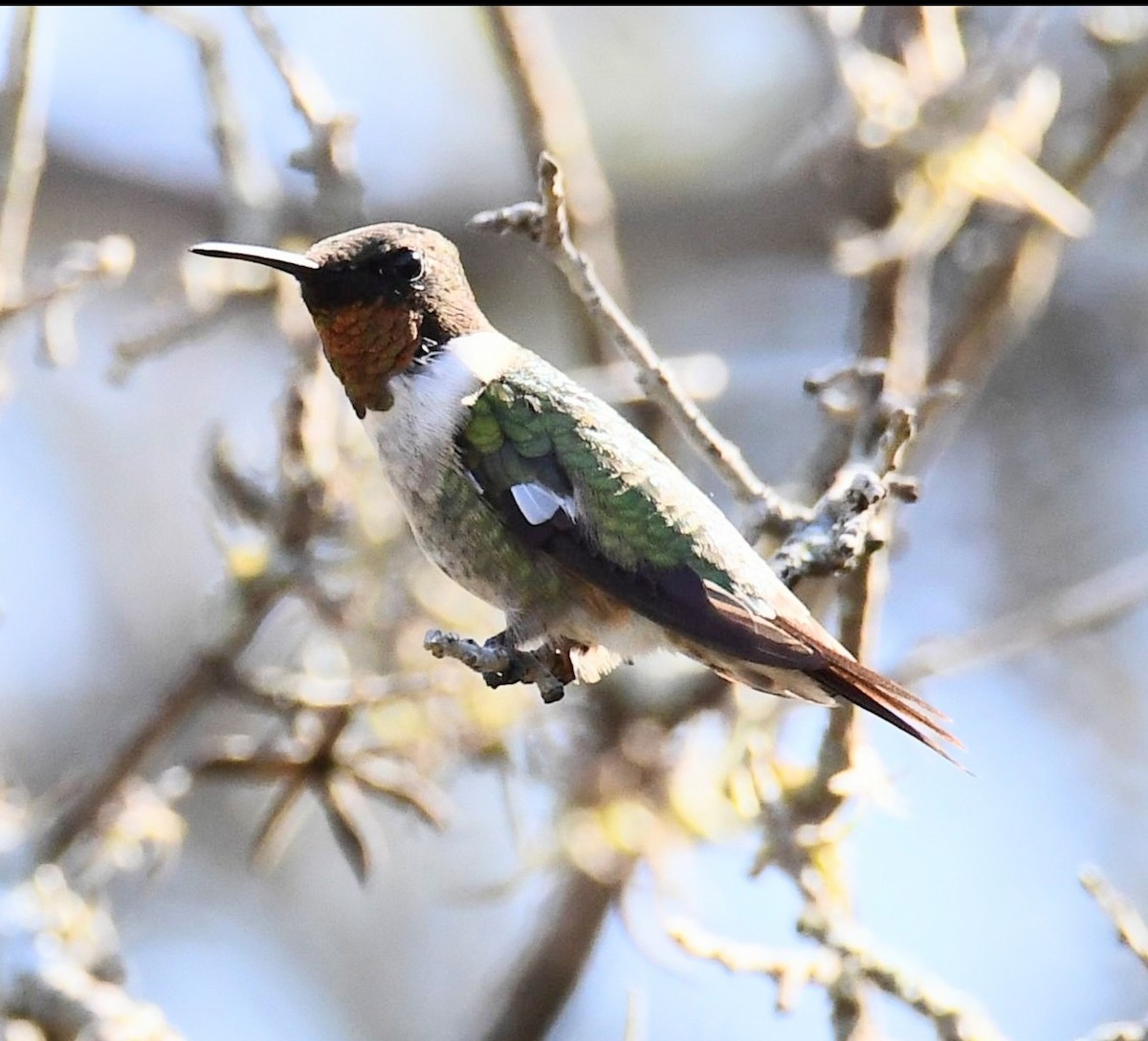 Ruby-throated Hummingbird - ML628438993