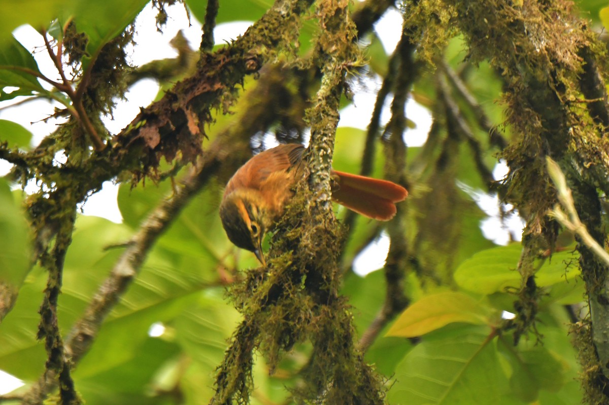 Scaly-throated Foliage-gleaner - ML628438996