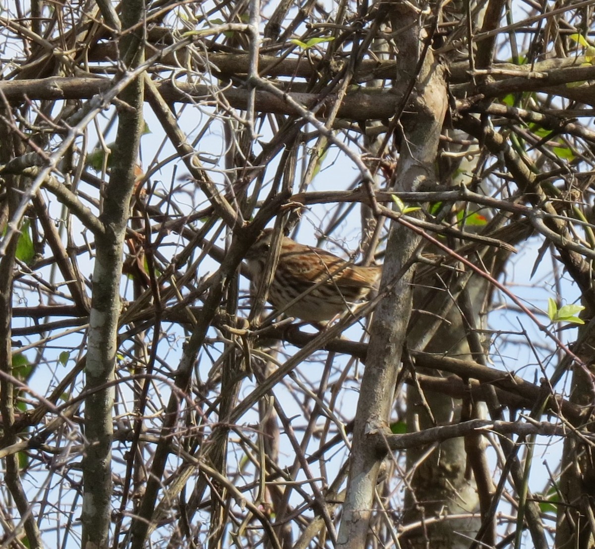 Song Sparrow - ML628439016