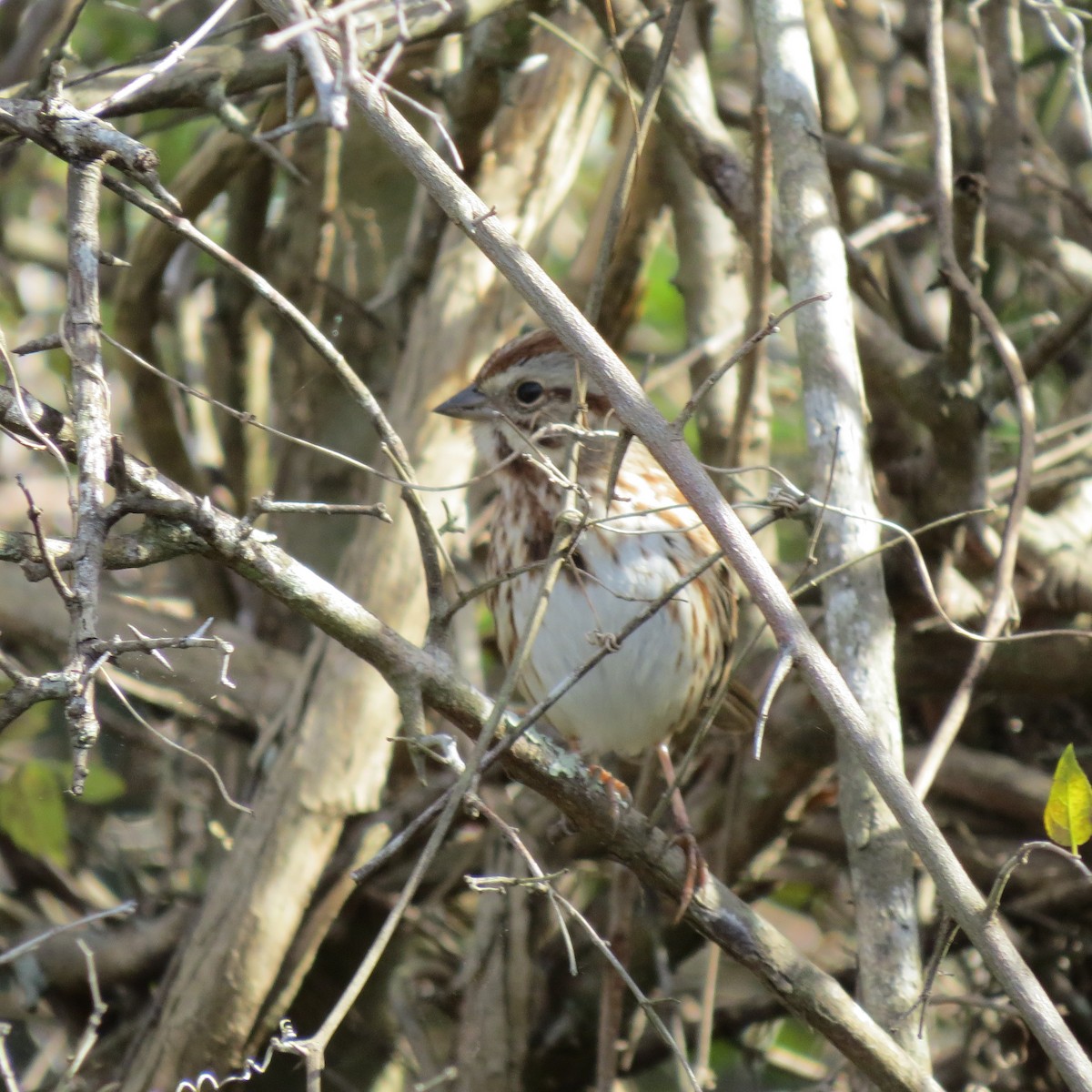 Song Sparrow - ML628439017