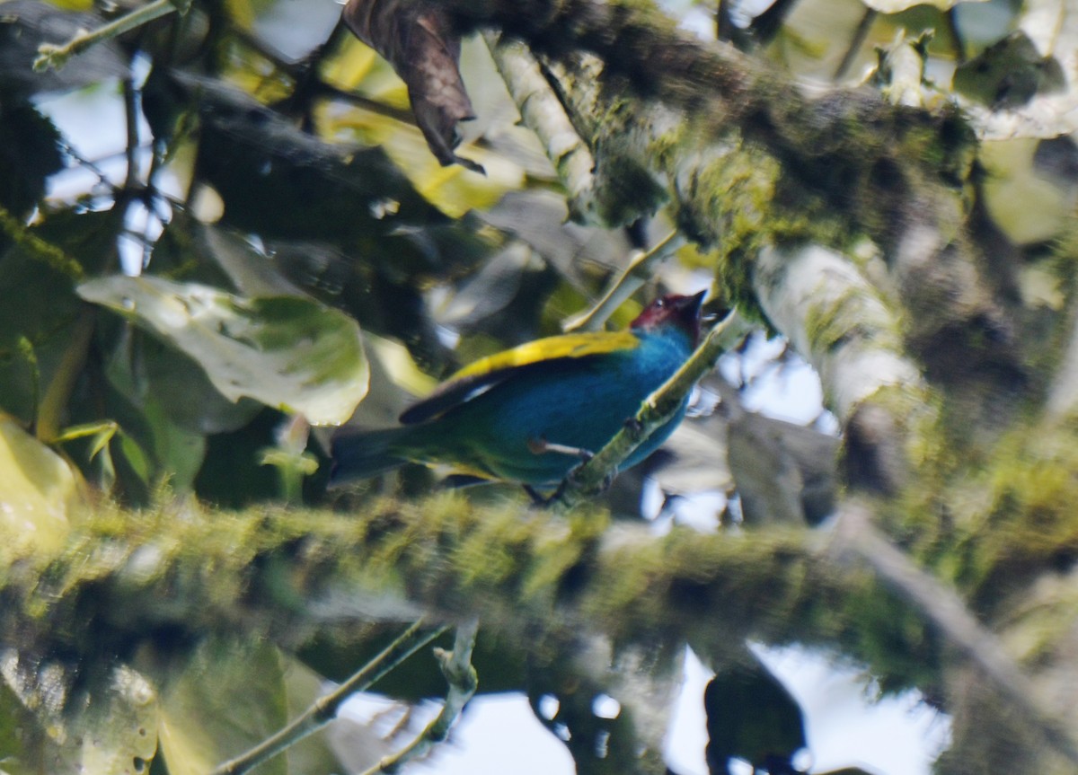 Bay-headed Tanager - ML628439068