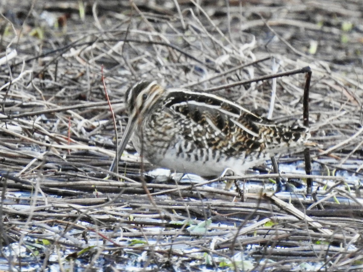 Wilson's Snipe - ML628439209
