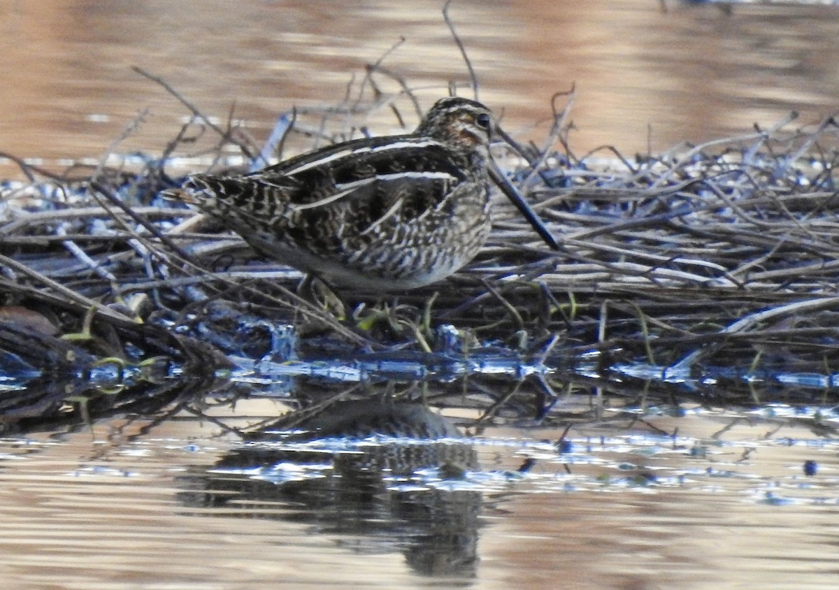 Wilson's Snipe - ML628439210