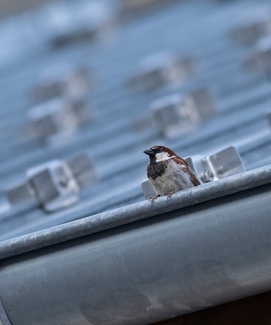 Italian Sparrow - ML628439251