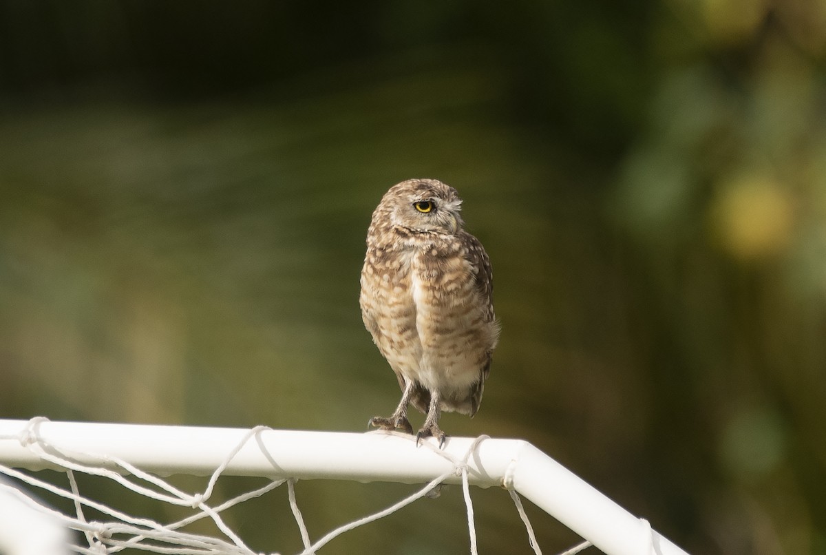 Burrowing Owl (grallaria) - ML628439376
