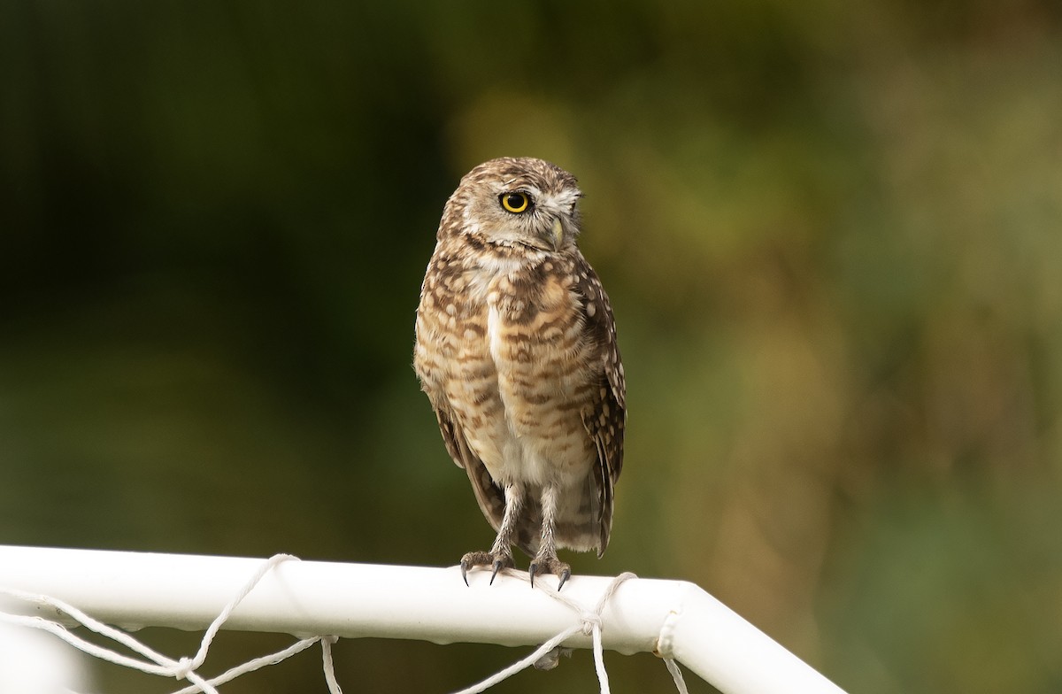 Burrowing Owl (grallaria) - ML628439377