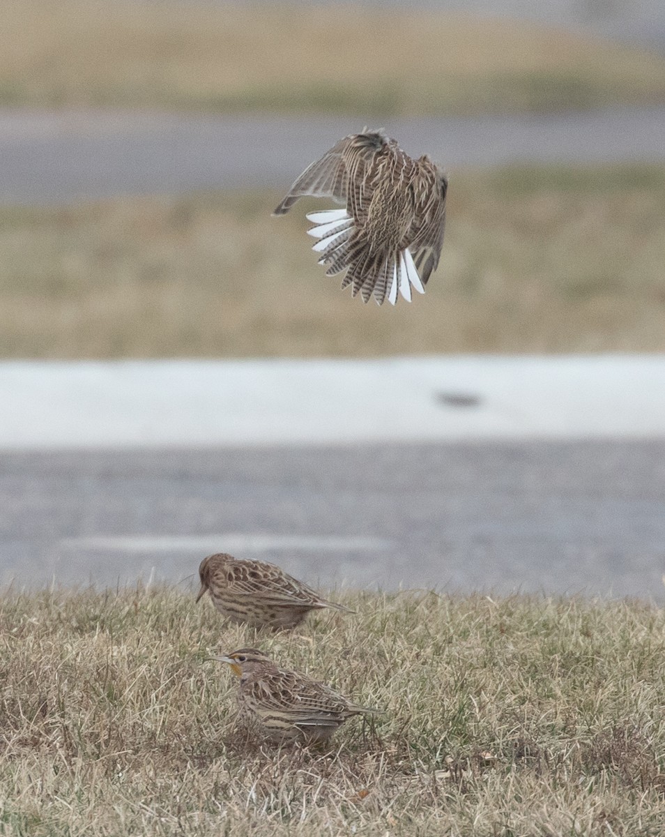 Western Meadowlark - ML628439383