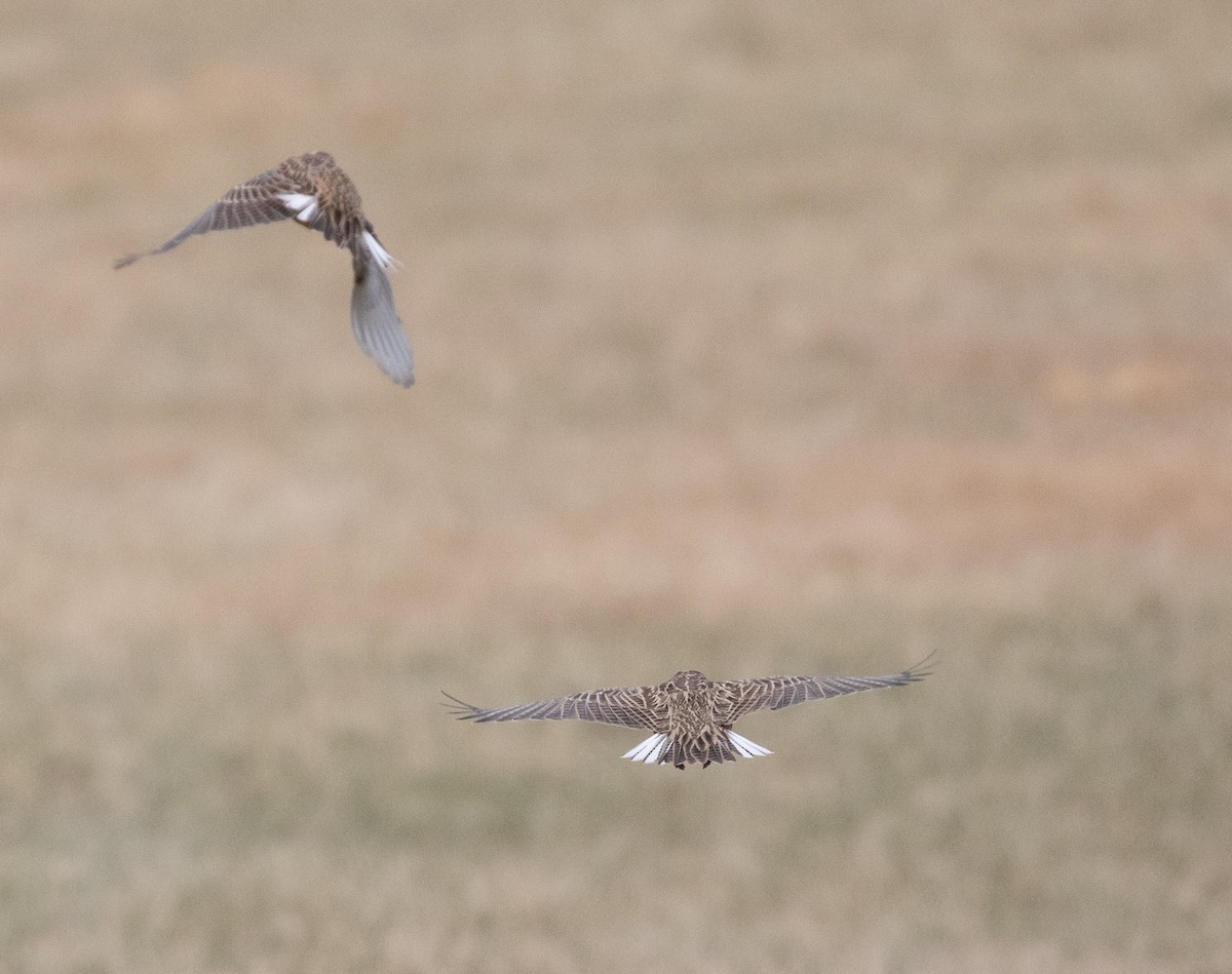 Western Meadowlark - ML628439384
