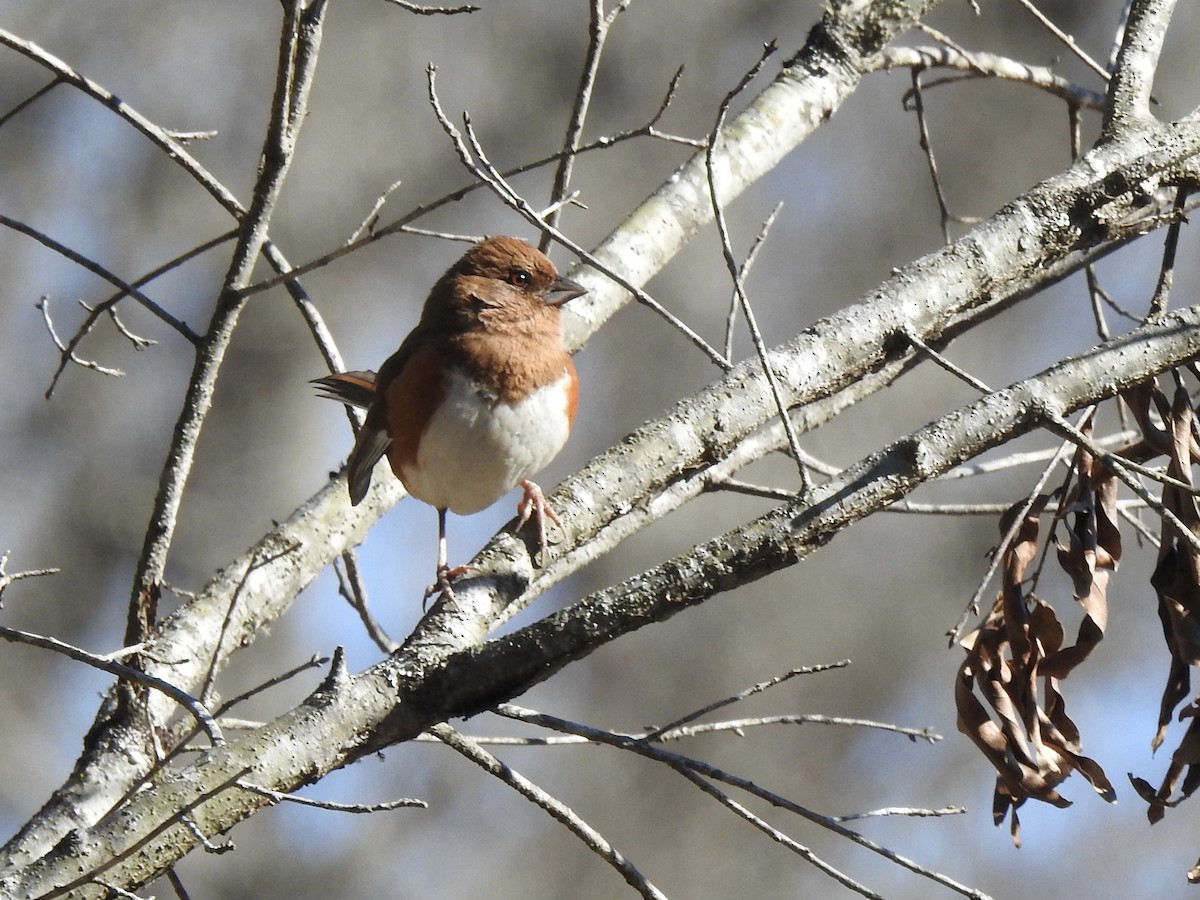 Eastern Towhee (Red-eyed) - ML628439395