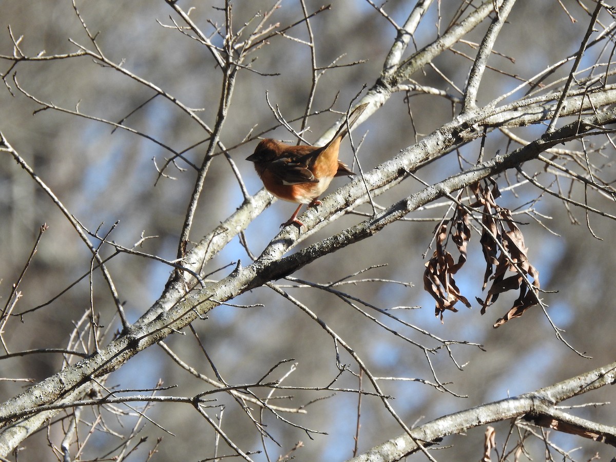 Eastern Towhee (Red-eyed) - ML628439396