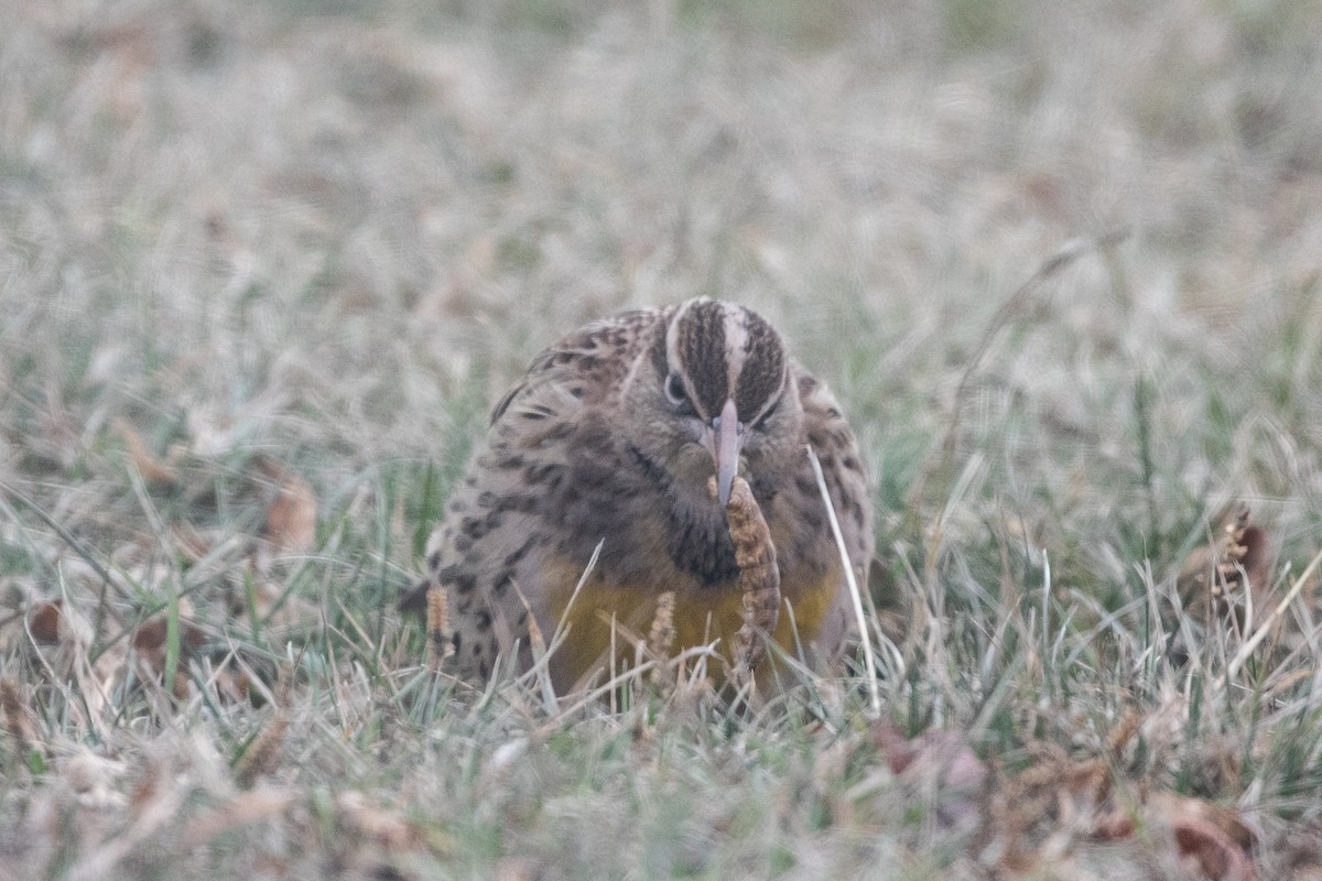 Western Meadowlark - ML628439403