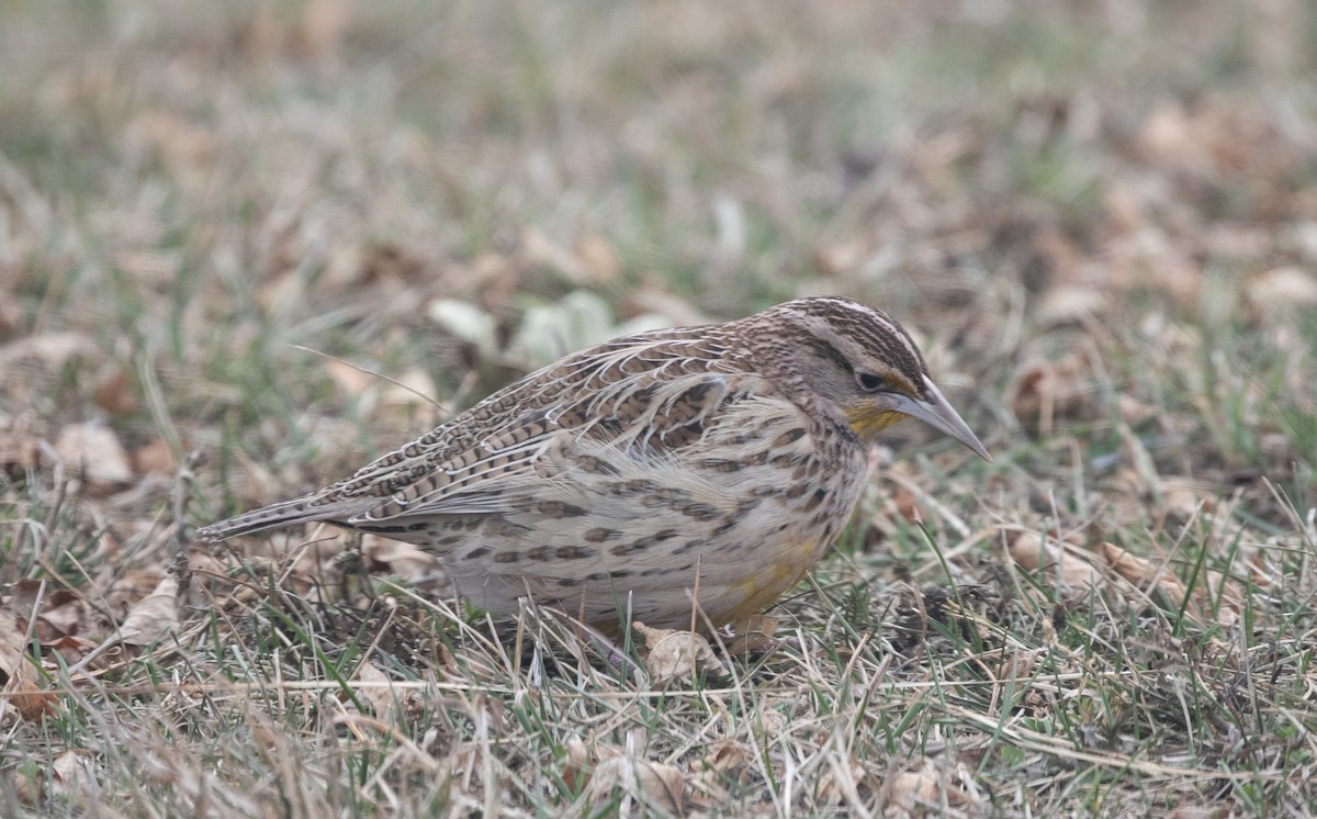 Western Meadowlark - ML628439404