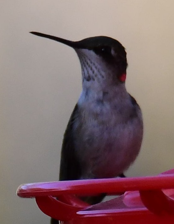Ruby-throated Hummingbird - ML628439596