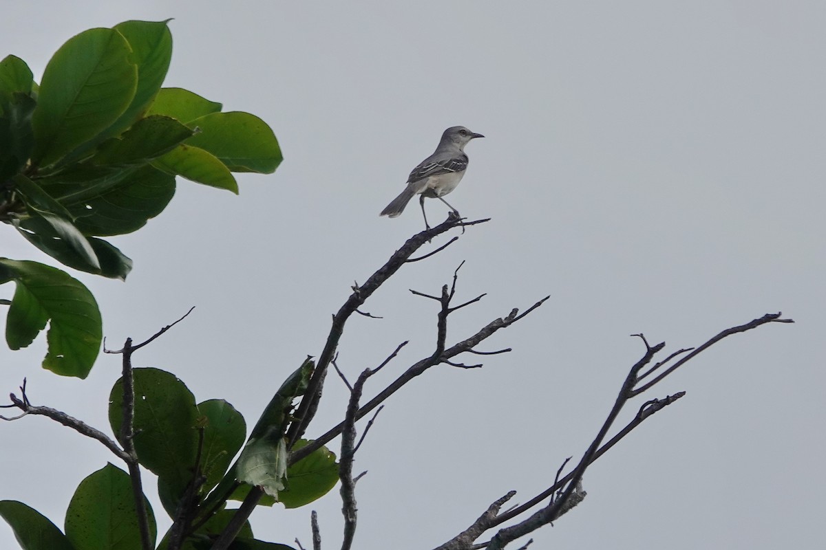 Tropical Mockingbird - ML628439631