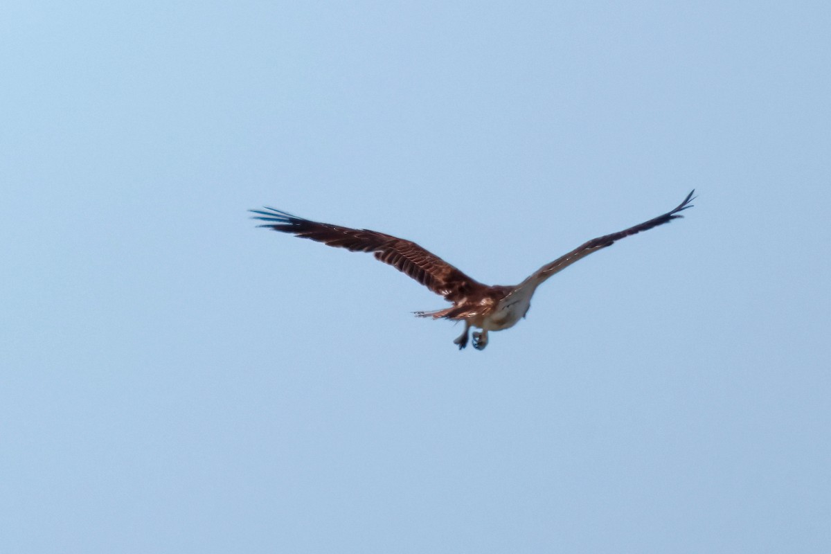ミサゴ - ML628439646