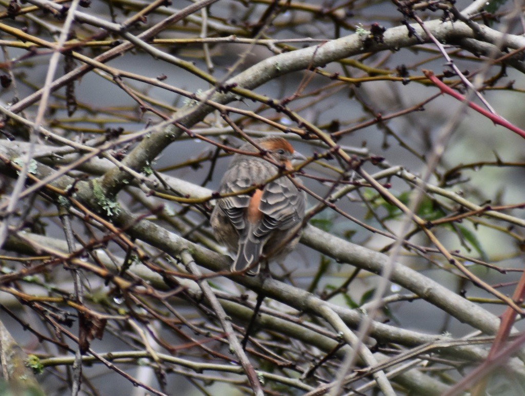 Purple Finch (Western) - ML628439652
