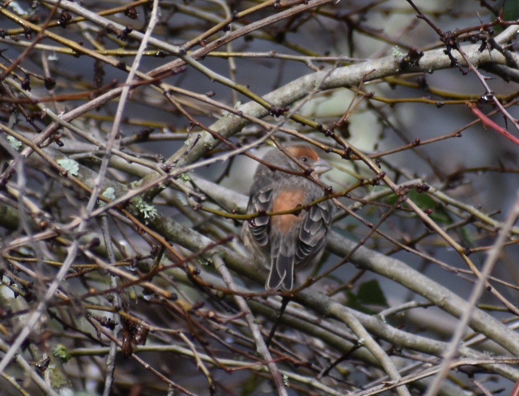 Purple Finch (Western) - ML628439695