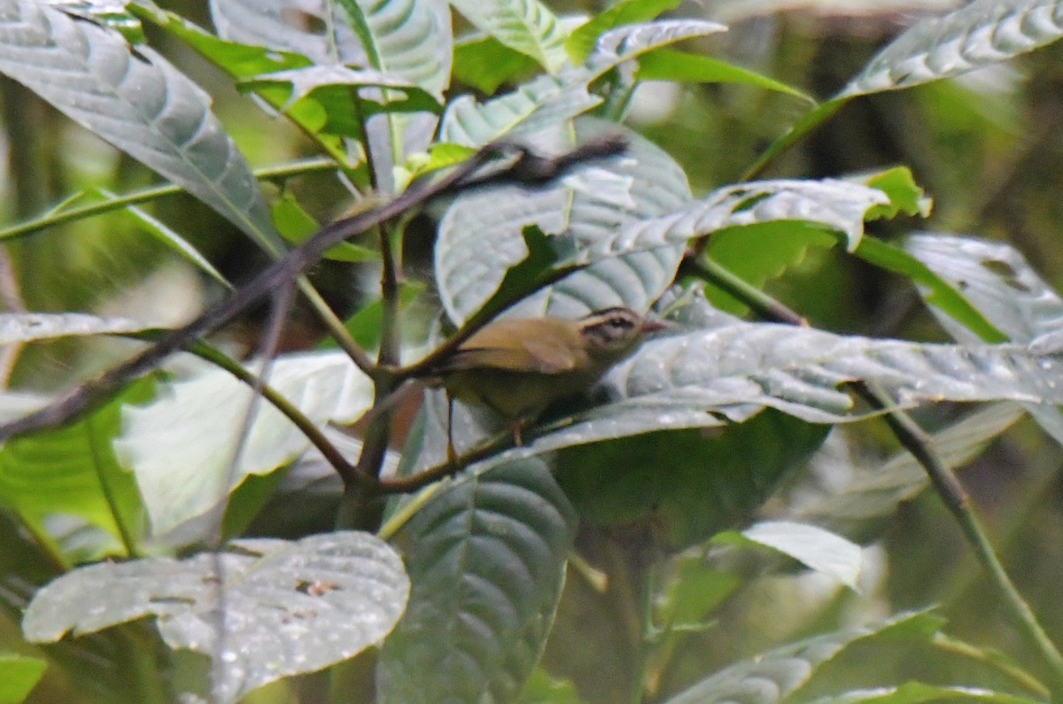 Three-striped Warbler - ML628439716