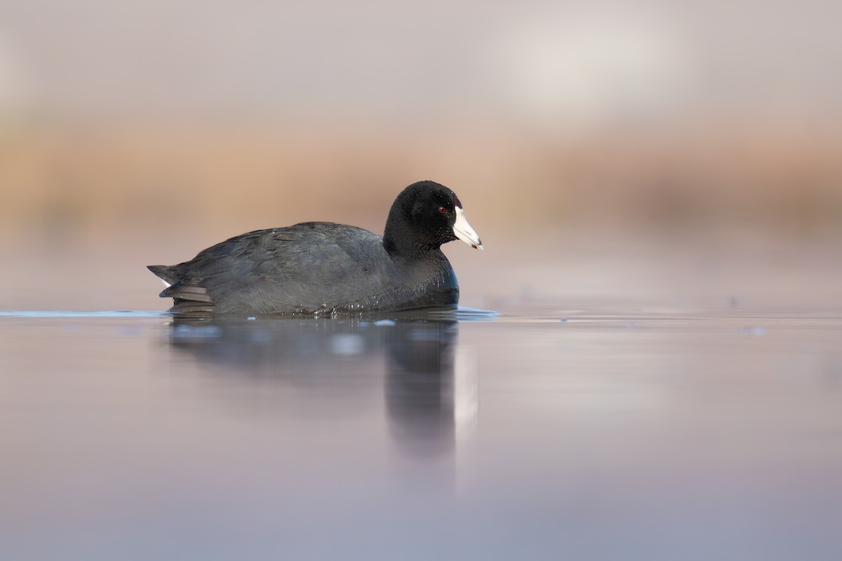 American Coot - ML628439725