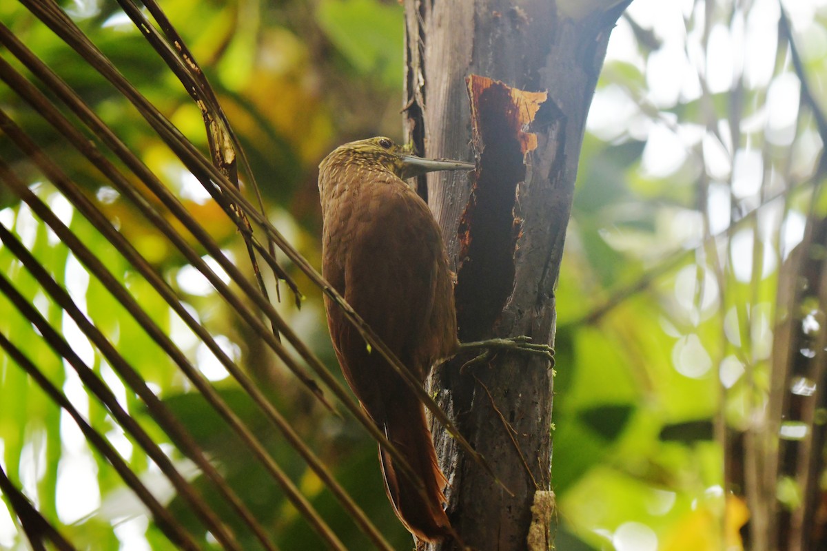 Strong-billed Woodcreeper - ML628439811