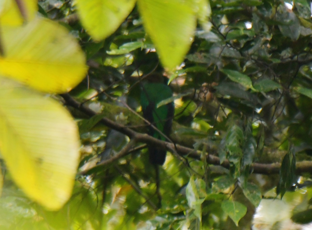 Golden-headed Quetzal - ML628439979