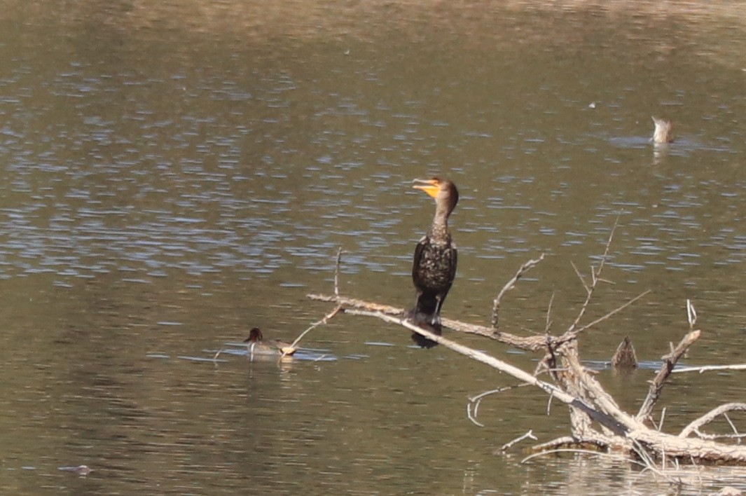 Double-crested Cormorant - ML628440108