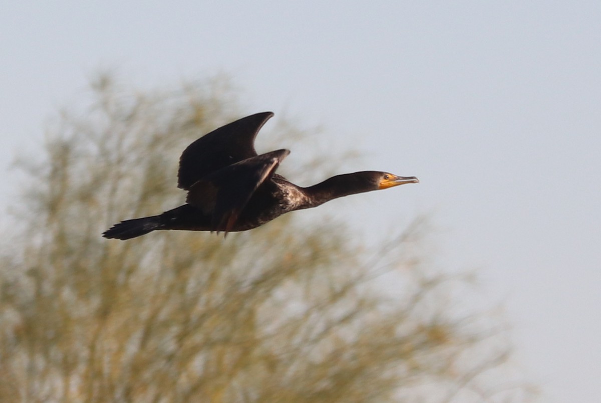 Double-crested Cormorant - ML628440111