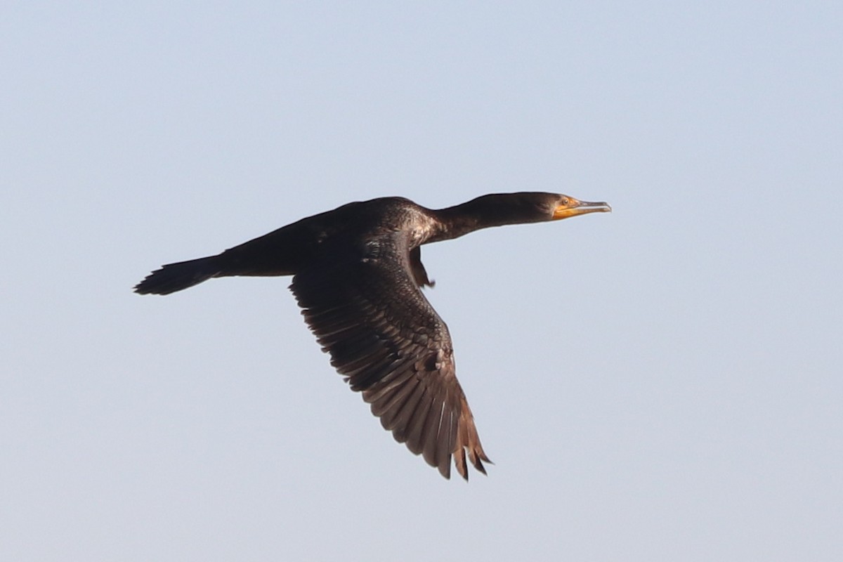 Double-crested Cormorant - ML628440114