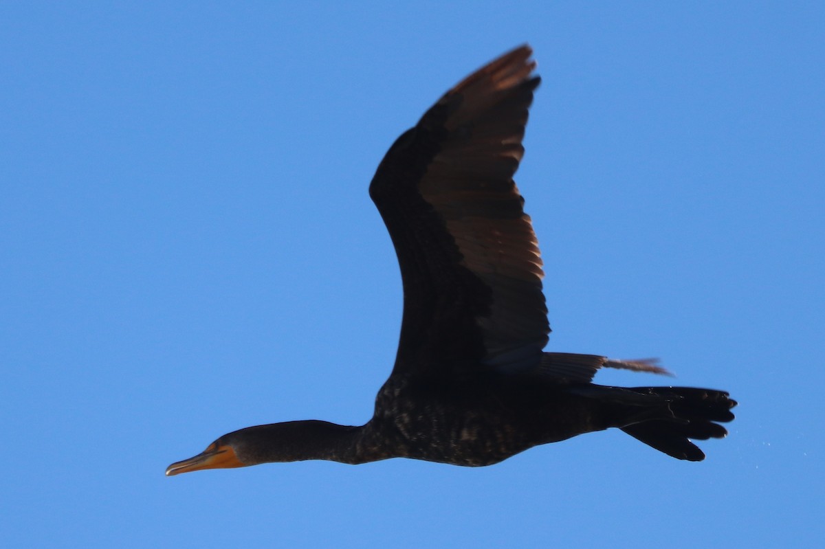 Double-crested Cormorant - ML628440125