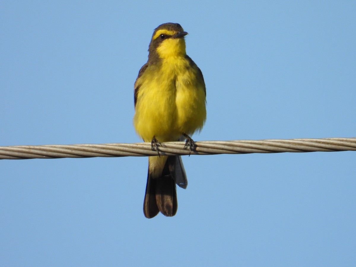Yellow-browed Tyrant - ML628440126